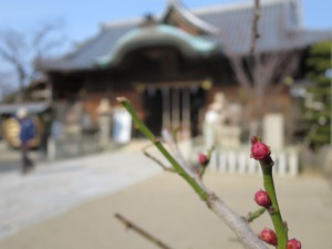 柿本神社の八房梅